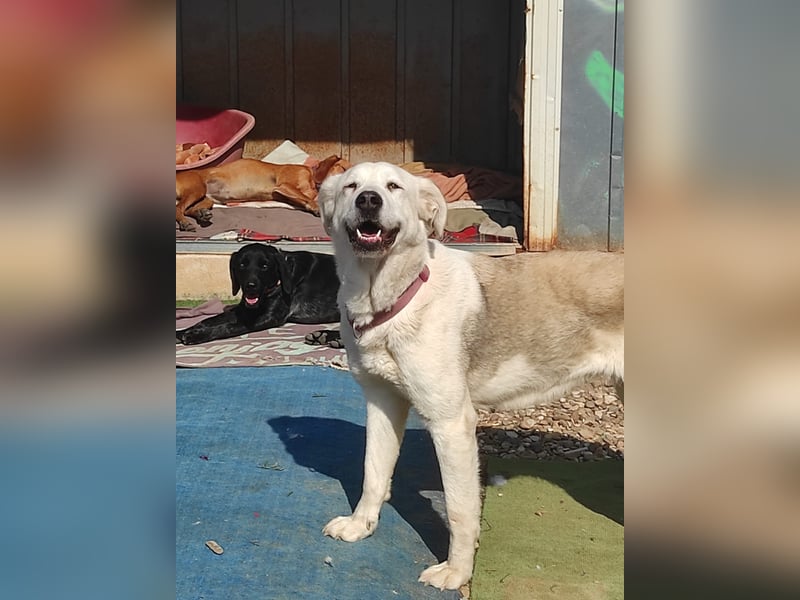 Dulce, Große Dame, kleines Herzblatt - liebevolle Hündin sucht Heim mit kleinem Hund