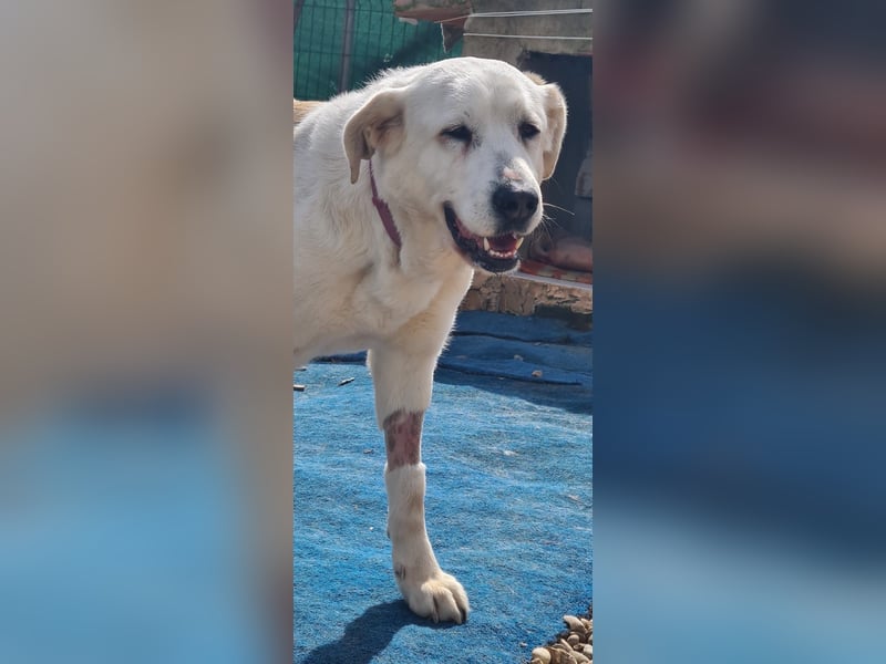 Dulce, Große Dame, kleines Herzblatt - liebevolle Hündin sucht Heim mit kleinem Hund