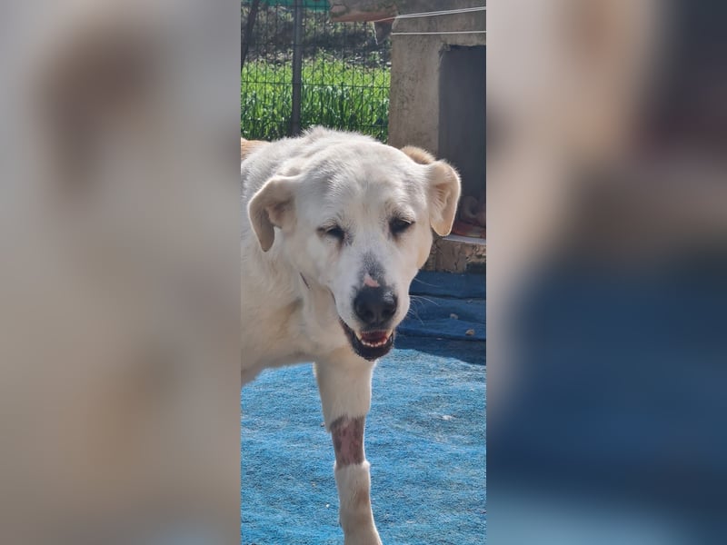 Dulce, Große Dame, kleines Herzblatt - liebevolle Hündin sucht Heim mit kleinem Hund