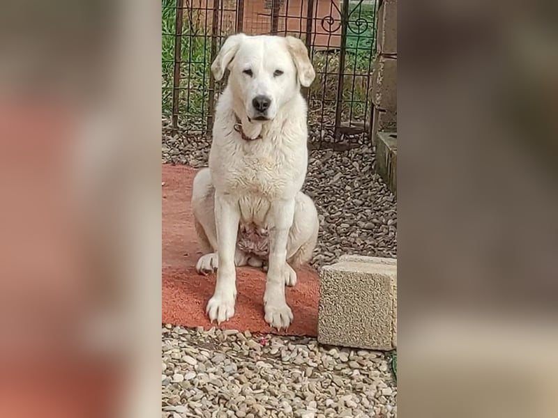 Große Dame, kleines Herzblatt - liebevolle Hündin sucht Heim mit kleinem Hund