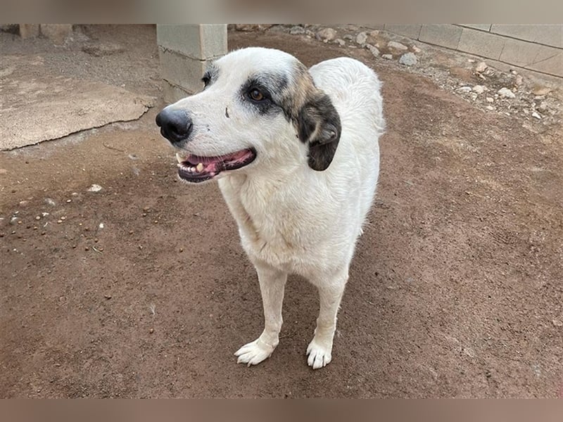 Milagros, wundervolle ausgeglichene Katzen und Kinderfreundliche Hündin Milagros, wundervolle ausgeglichene Katzen und Kinderfreundliche Hündin