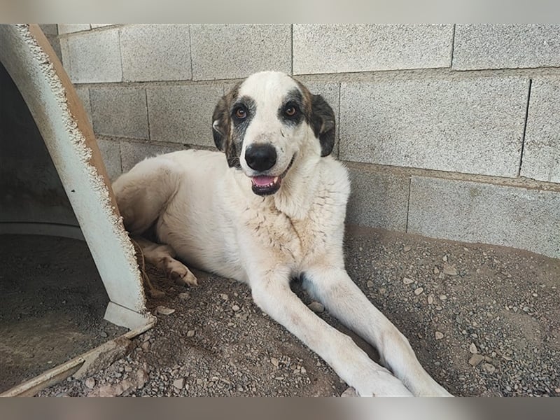 Milagros, wundervolle ausgeglichene Katzen und Kinderfreundliche Hündin Milagros, wundervolle ausgeglichene Katzen und Kinderfreundliche Hündin