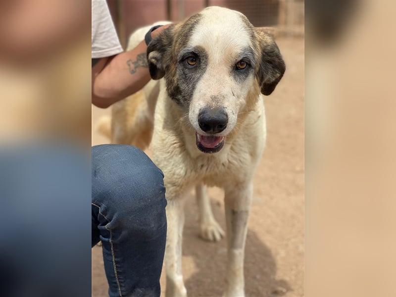 Milagros, wundervolle ausgeglichene Katzen und Kinderfreundliche Hündin Milagros, wundervolle ausgeglichene Katzen und Kinderfreundliche Hündin