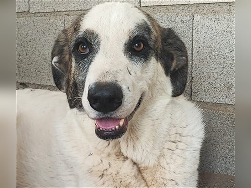 Milagros, wundervolle ausgeglichene Katzen und Kinderfreundliche Hündin Milagros, wundervolle ausgeglichene Katzen und Kinderfreundliche Hündin