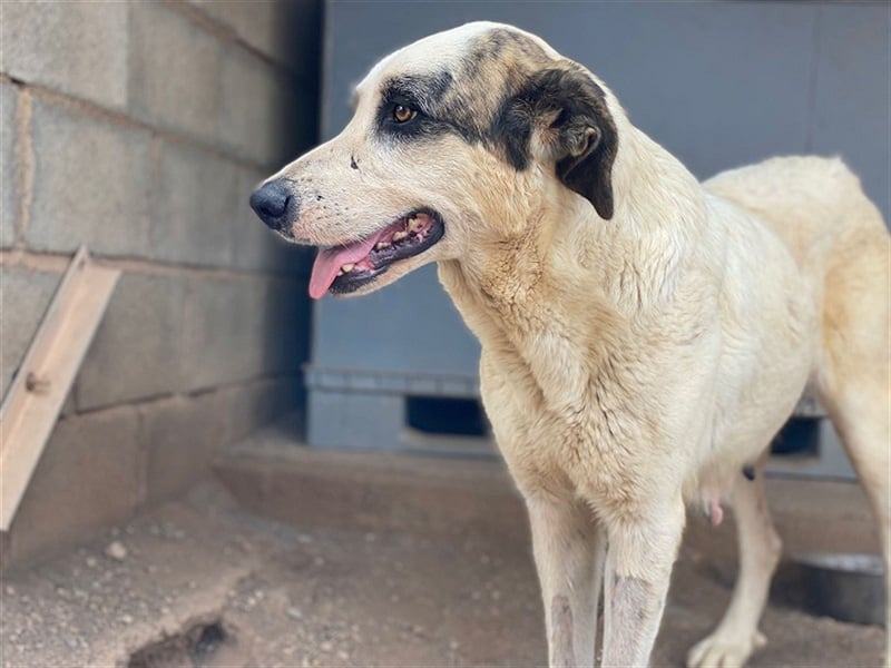 Milagros, wundervolle ausgeglichene Katzen und Kinderfreundliche Hündin Milagros, wundervolle ausgeglichene Katzen und Kinderfreundliche Hündin