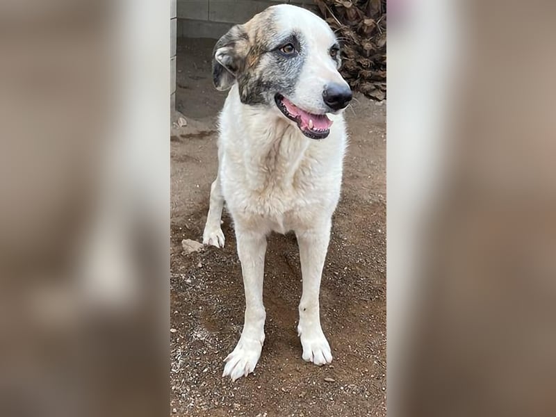 Milagros, wundervolle ausgeglichene Katzen und Kinderfreundliche Hündin Milagros, wundervolle ausgeglichene Katzen und Kinderfreundliche Hündin