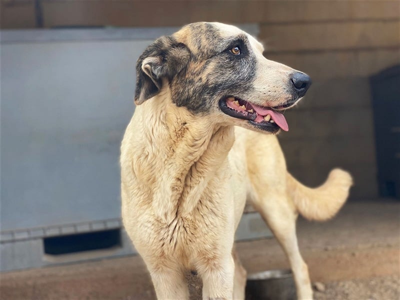 Milagros, wundervolle ausgeglichene Katzen und Kinderfreundliche Hündin Milagros, wundervolle ausgeglichene Katzen und Kinderfreundliche Hündin