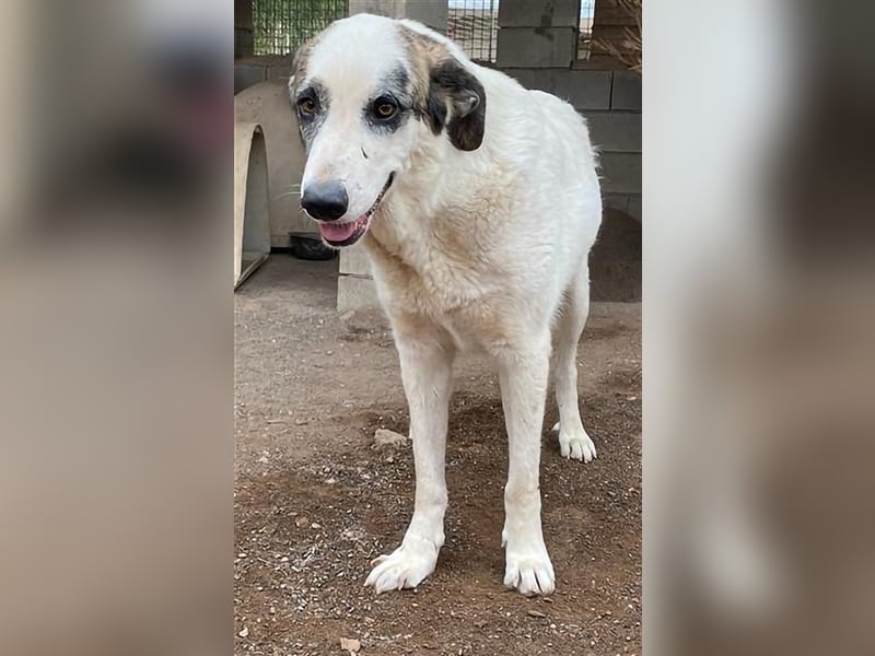 Milagros, wundervolle ausgeglichene Katzen und Kinderfreundliche Hündin Milagros, wundervolle ausgeglichene Katzen und Kinderfreundliche Hündin