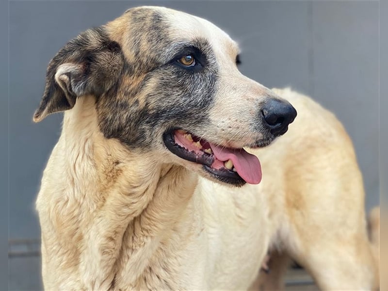 Milagros, wundervolle ausgeglichene Katzen und Kinderfreundliche Hündin Milagros, wundervolle ausgeglichene Katzen und Kinderfreundliche Hündin