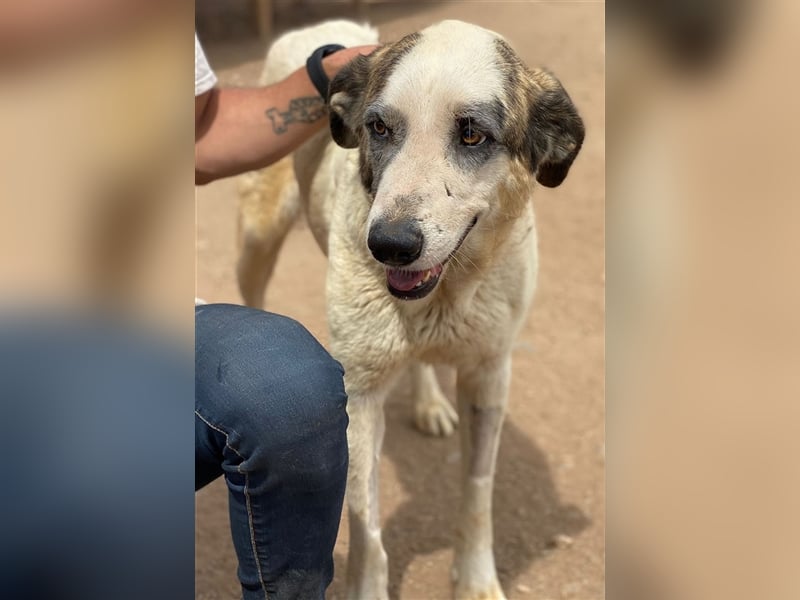 Milagros, wundervolle ausgeglichene Katzen und Kinderfreundliche Hündin Milagros, wundervolle ausgeglichene Katzen und Kinderfreundliche Hündin