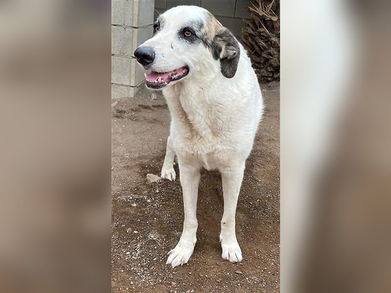 Milagros, wundervolle ausgeglichene Katzen und Kinderfreundliche Hündin Milagros, wundervolle ausgeglichene Katzen und Kinderfreundliche Hündin