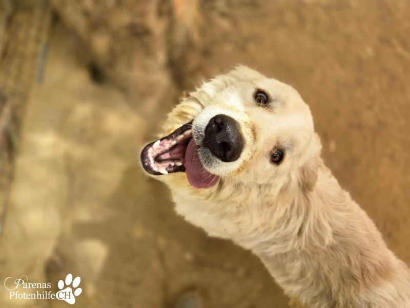 Helga ist sozial, freundlich und menschenbezogen