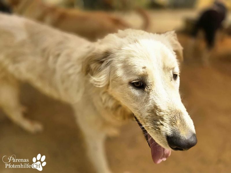 Helga ist sozial, freundlich und menschenbezogen