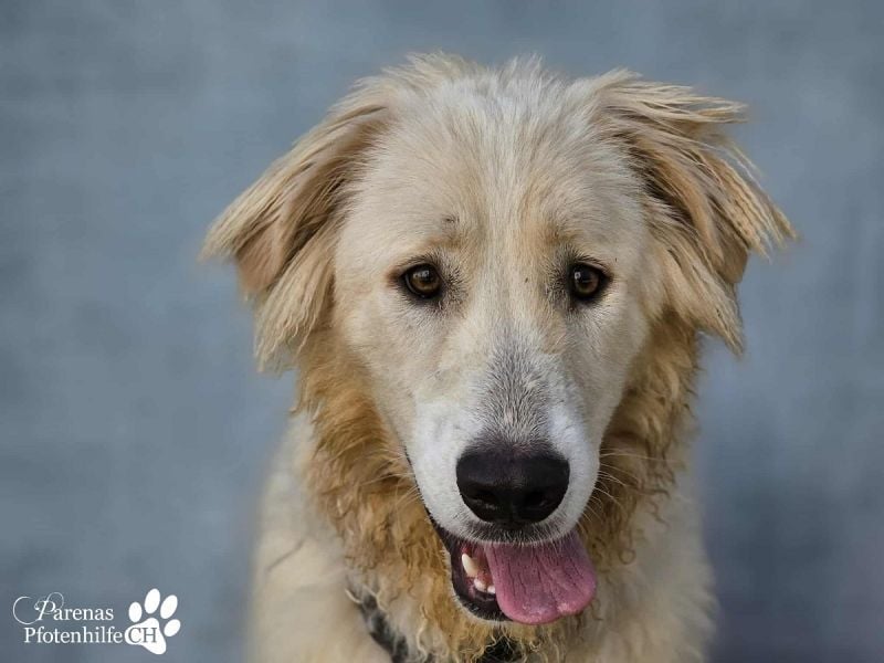 Helga ist sozial, freundlich und menschenbezogen