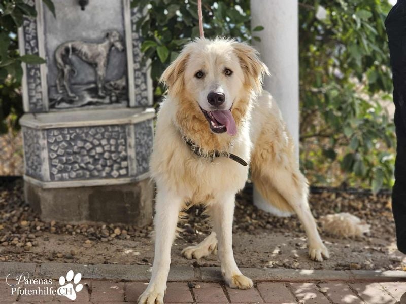 Helga ist sozial, freundlich und menschenbezogen