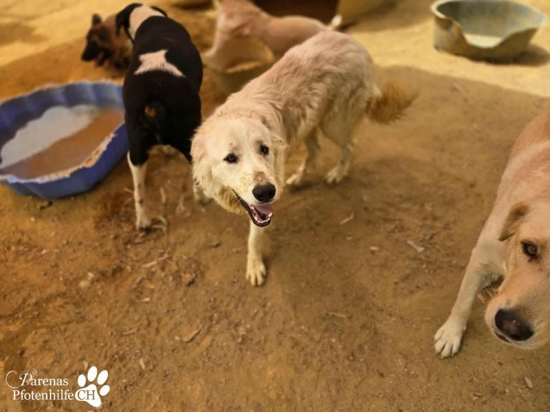 Helga ist sozial, freundlich und menschenbezogen