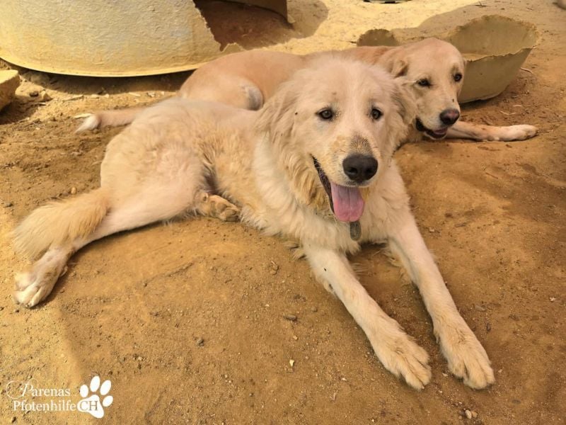 Helga ist sozial, freundlich und menschenbezogen