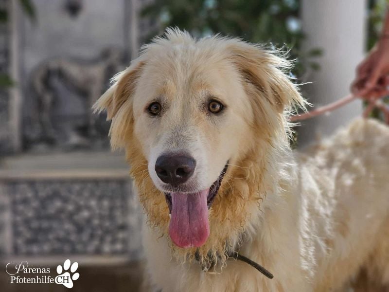 Helga ist sozial, freundlich und menschenbezogen