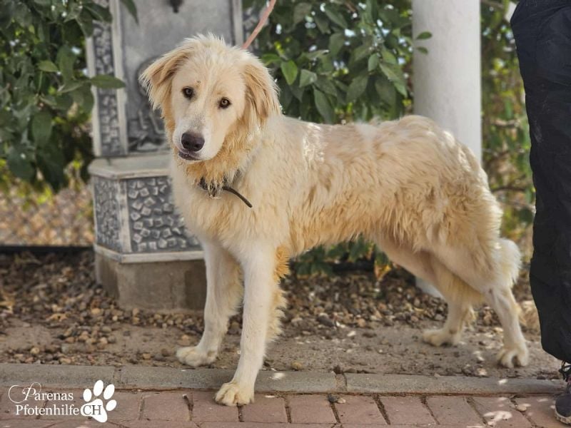 Helga ist sozial, freundlich und menschenbezogen