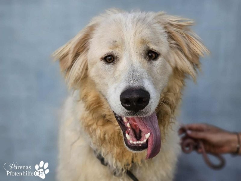 Helga ist sozial, freundlich und menschenbezogen