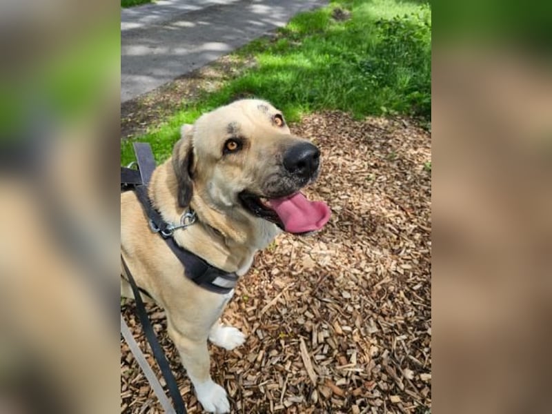 Kali - sozialverträgliche Mastin Espanol Hündin