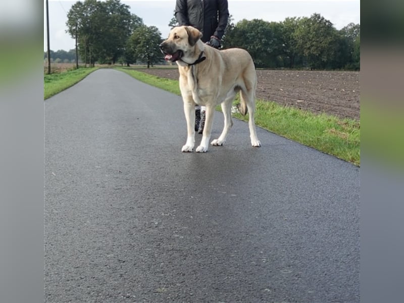 Kali - Zuhause gesucht! Junge Mastin Espanol Hündin