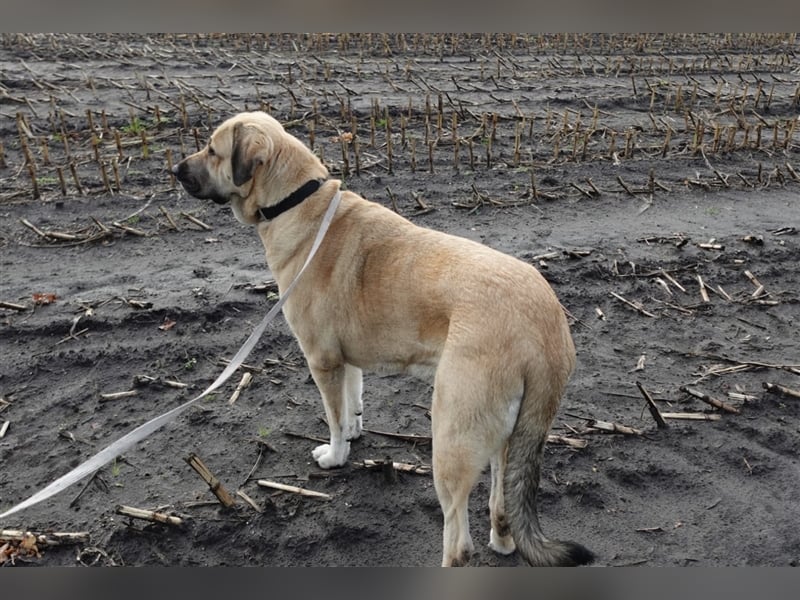 Kali - Zuhause gesucht! Junge Mastin Espanol Hündin