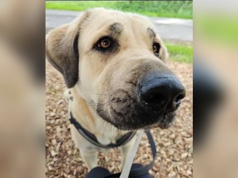 Kali - sozialverträgliche Mastin Espanol Hündin