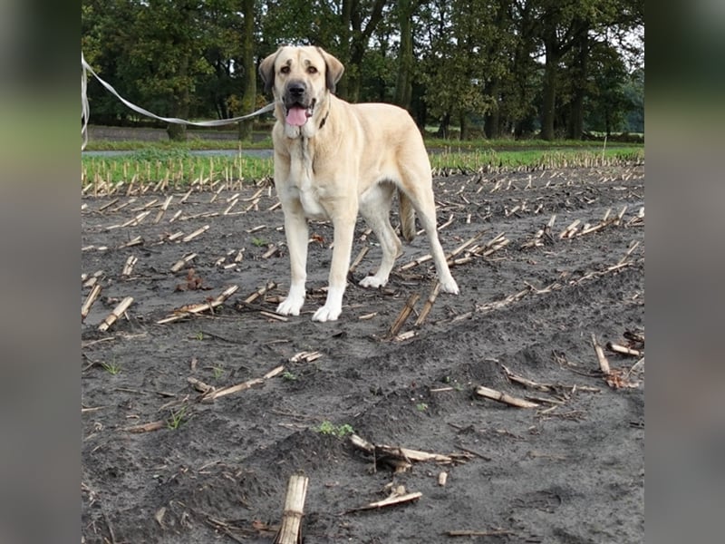 Kali - Zuhause gesucht! Junge Mastin Espanol Hündin