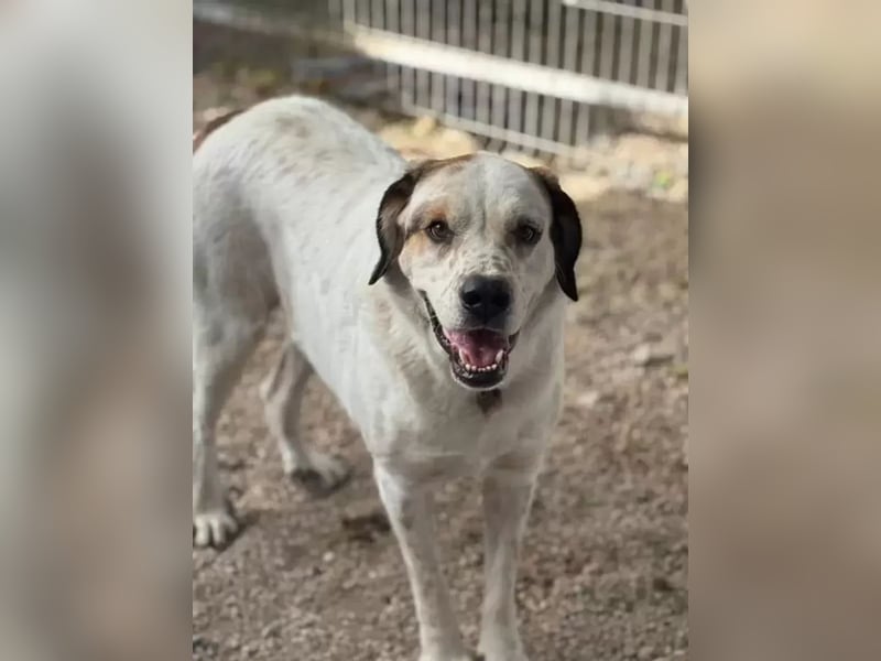 Maya ,sanfte Mastin-Mix-Hündin mit gefleckter Nase sucht ihr Für-immer-Zuhause