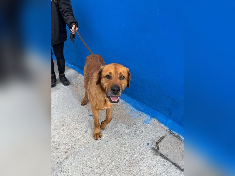 Tommy, sucht schon lange ein Zuhause
