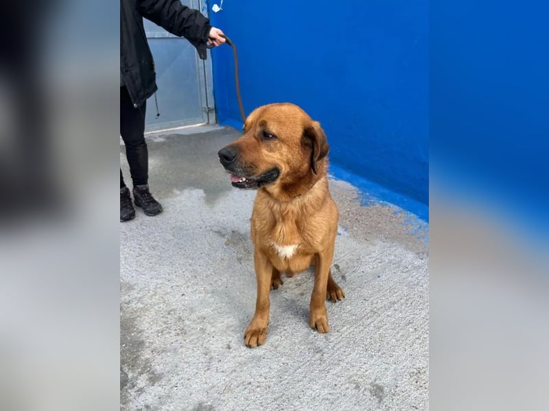 Tommy, sucht schon lange ein Zuhause