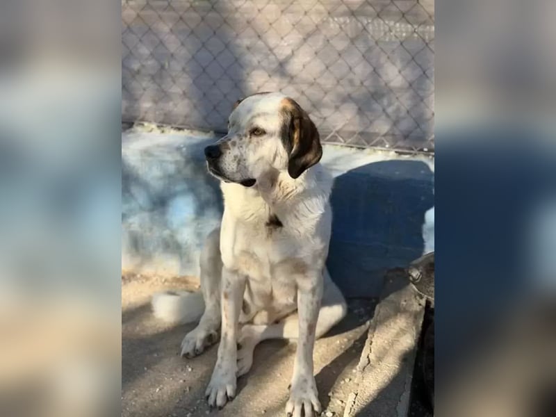 Maya ,sanfte Mastin-Mix-Hündin mit gefleckter Nase sucht ihr Für-immer-Zuhause