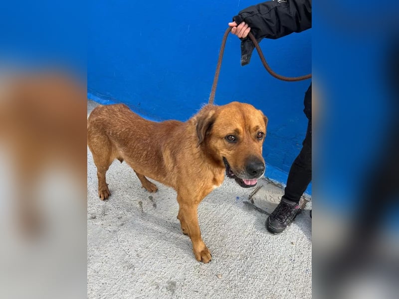Tommy, sucht schon lange ein Zuhause