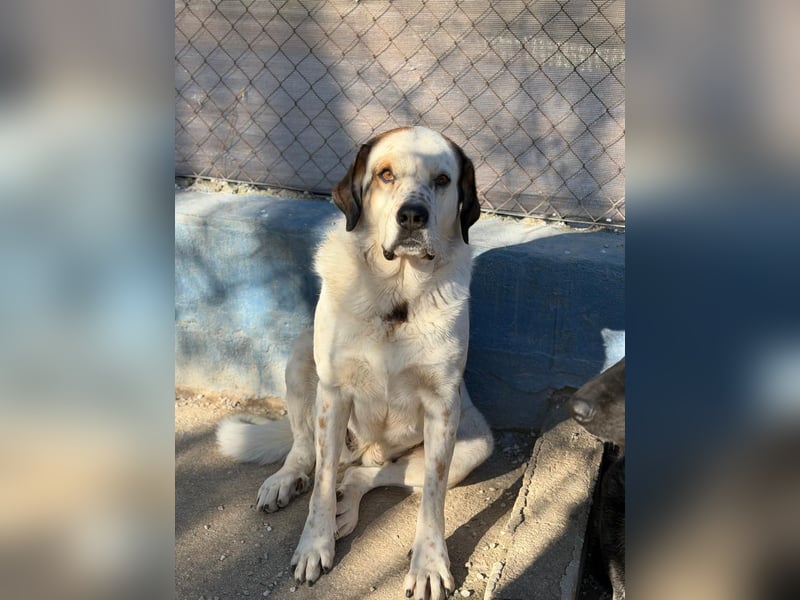 Maya ,sanfte Mastin-Mix-Hündin mit gefleckter Nase sucht ihr Für-immer-Zuhause