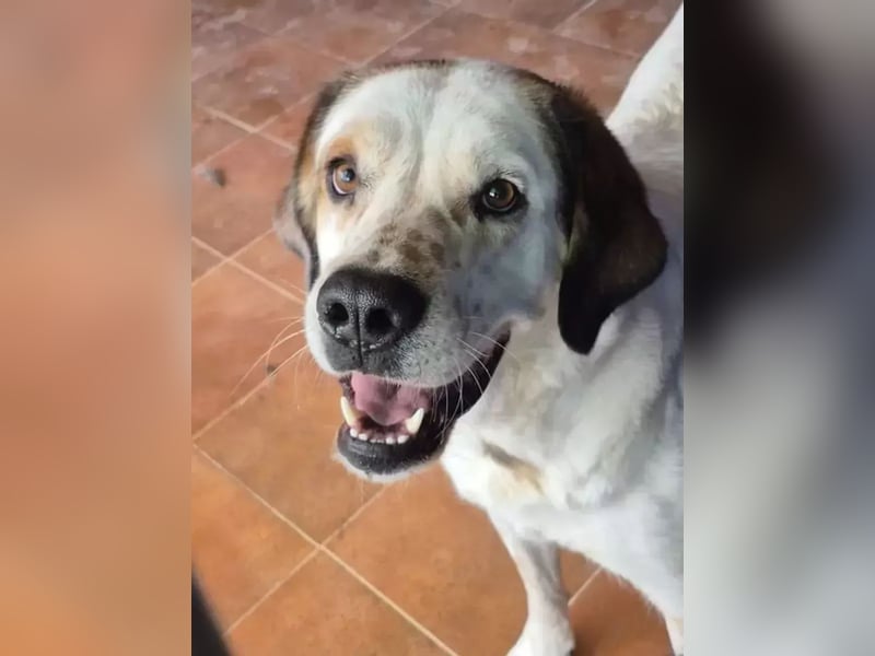 Maya ,sanfte Mastin-Mix-Hündin mit gefleckter Nase sucht ihr Für-immer-Zuhause