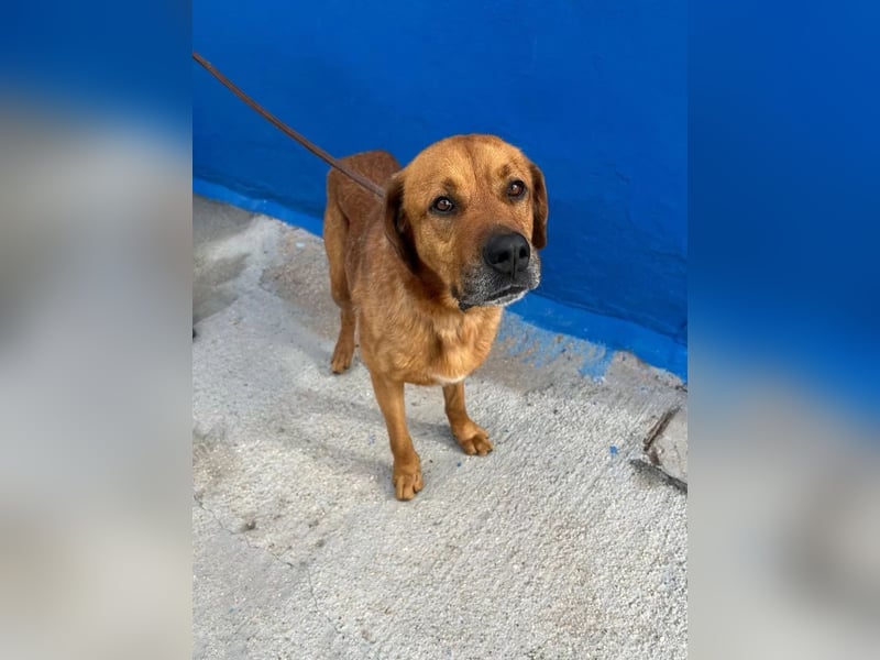 Tommy, sucht schon lange ein Zuhause