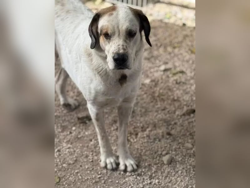 Maya ,sanfte Mastin-Mix-Hündin mit gefleckter Nase sucht ihr Für-immer-Zuhause