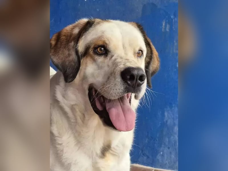 Maya ,sanfte Mastin-Mix-Hündin mit gefleckter Nase sucht ihr Für-immer-Zuhause