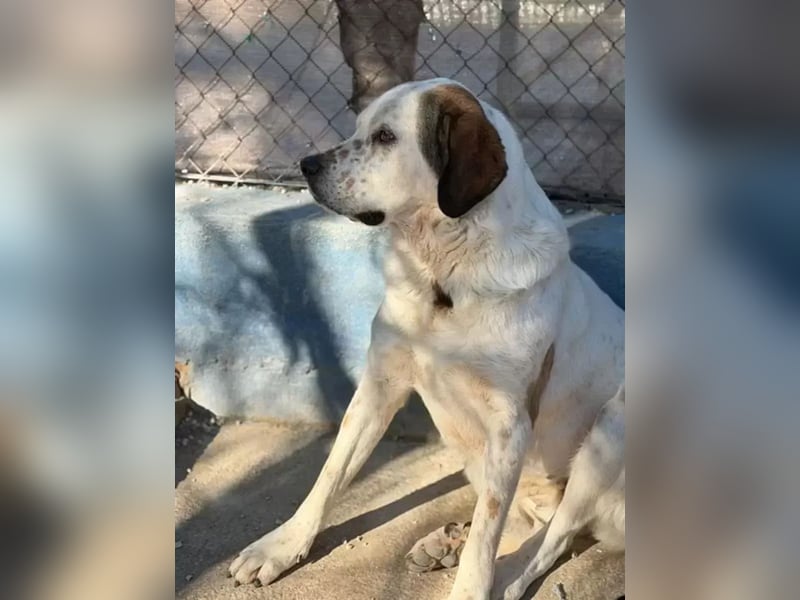 Maya ,sanfte Mastin-Mix-Hündin mit gefleckter Nase sucht ihr Für-immer-Zuhause