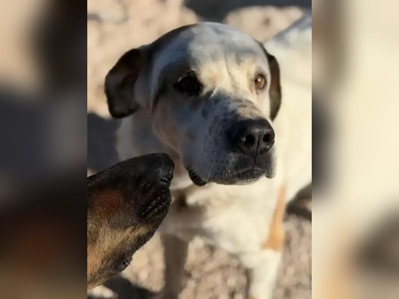 Maya ,sanfte Mastin-Mix-Hündin mit gefleckter Nase sucht ihr Für-immer-Zuhause