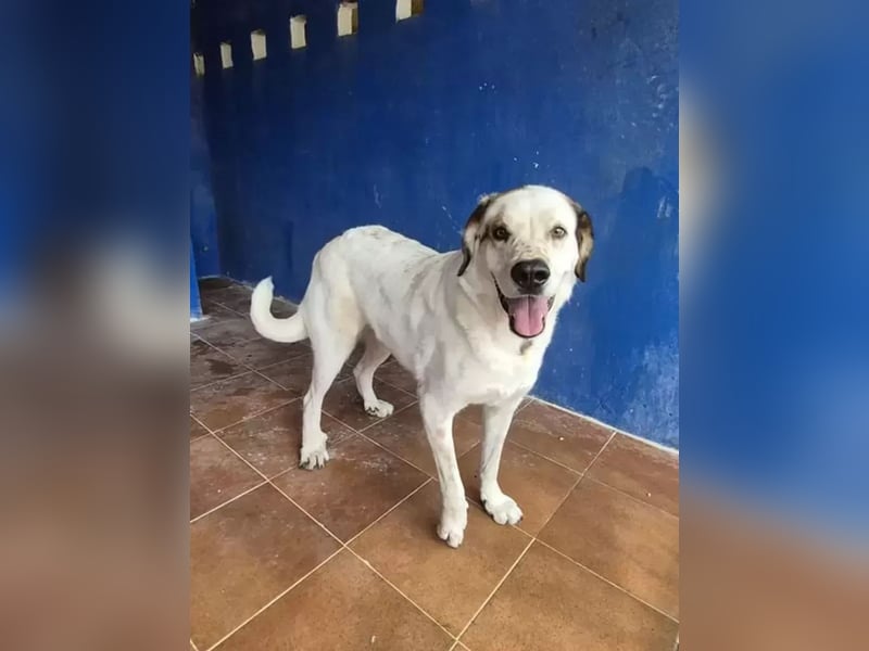 Maya ,sanfte Mastin-Mix-Hündin mit gefleckter Nase sucht ihr Für-immer-Zuhause