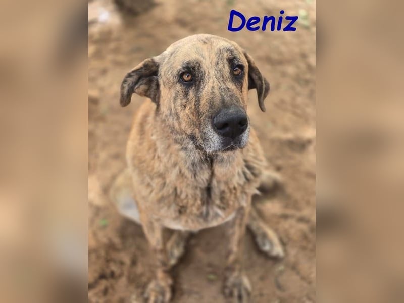 Deniz geb. 09/2020 (ESP) - treuer, aufmerksamer und gehorsamer, großer Mastín Español!