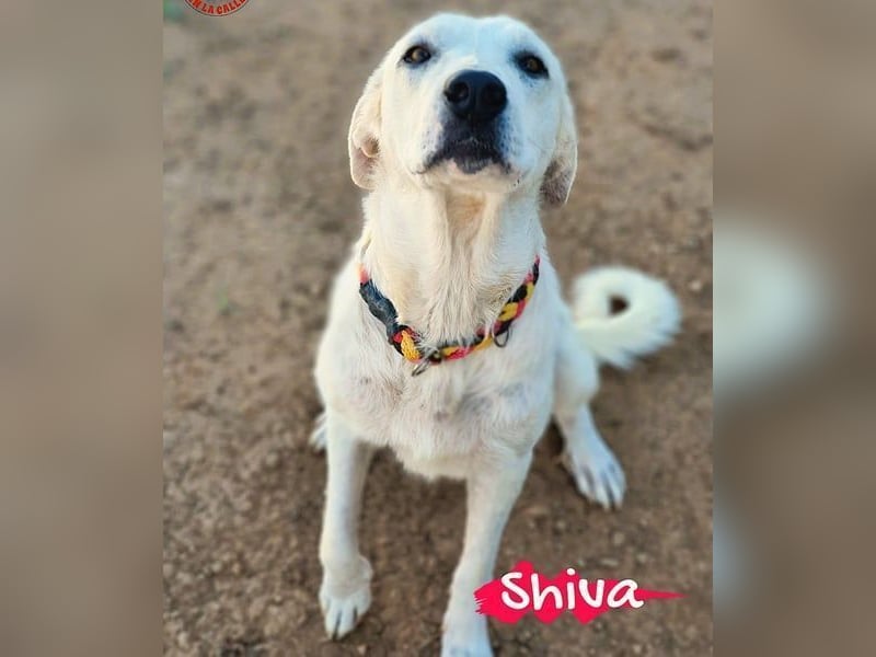 Shiva2 geb. 10/2020 (ESP) - sanftmütige, ausgeglichene und menschenbezogene Mastín Español Hündin!