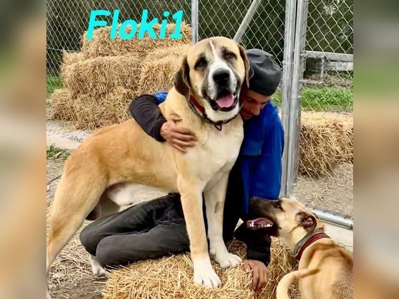 Floki1 geb. 10/2023 (ESP) - ausgeglichener, großer Mastín Español sucht Rassefans!