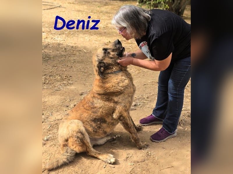 Deniz geb. 09/2020 (ESP) - treuer, aufmerksamer und gehorsamer, großer Mastín Español!