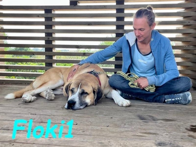 Floki1 geb. 10/2023 (ESP) - ausgeglichener, großer Mastín Español sucht Rassefans!