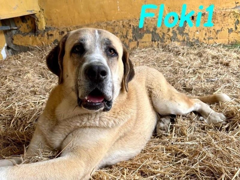 Floki1 geb. 10/2023 (ESP) - ausgeglichener, großer Mastín Español sucht Rassefans!