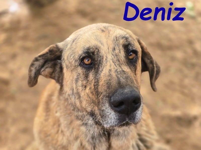 Deniz geb. 09/2020 (ESP) - treuer, aufmerksamer und gehorsamer, großer Mastín Español!