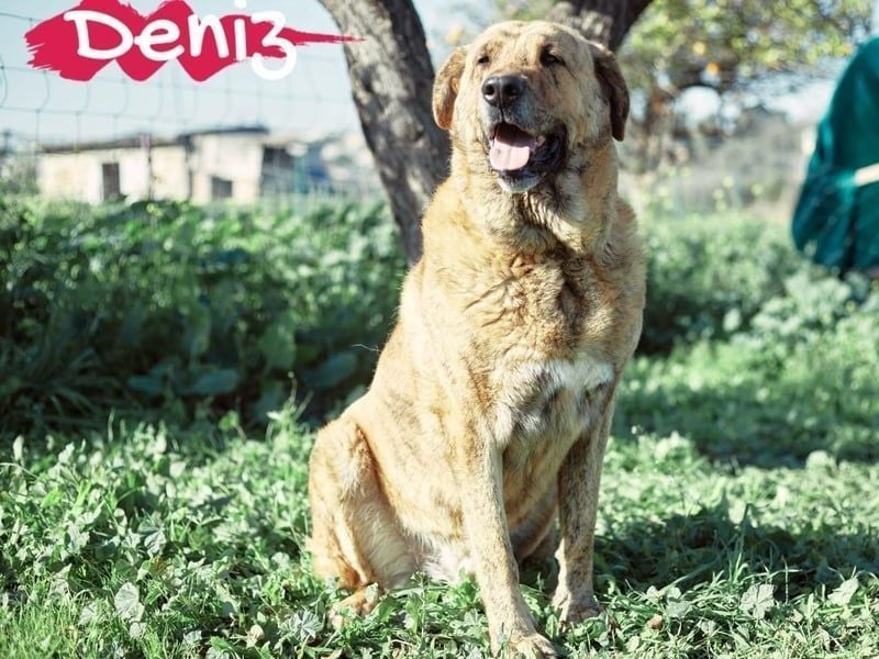 Deniz geb. 09/2020 (ESP) - treuer, aufmerksamer und gehorsamer, großer Mastín Español!